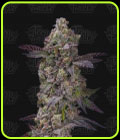 Auto Tre Lime Sorbetto - Terp Treez Co