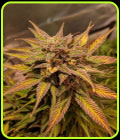 Auto Pineapple Crack - Top Shelf Elite Seeds