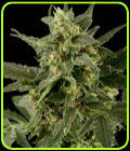 Auto Pineapple Gum - Blackskull Seeds