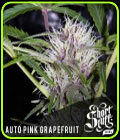 Auto Pink Grapefruit - Short Stuff Seeds