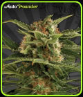 Auto Pounder - Auto Seeds
