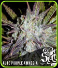 Auto Purple Amnesia - Short Stuff Seeds