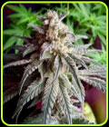 Auto Purple Dawg Mass - Critical Mass Collective