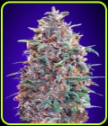 SALE - Auto Purple Diesel - Advanced Seeds - Cannabis Seed Sale Items