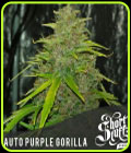 Auto Purple Gorilla - Short Stuff Seeds