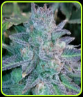 Auto Purple Skunk Mass - Critical Mass Collective