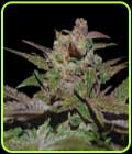 Auto Purple Wreck - DNA Genetics Seeds