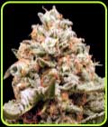 Auto Rainbow Mints - OO Seeds