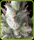 Auto Ramses - Pyramid Seeds