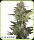 Auto Red White Dwarf - Dispensario Seeds