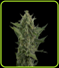 Auto Reek'n - Devil's Harvest Seeds