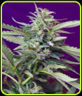 Auto S.A.D. (Sweet Afghani Delicious) - Sweet Seeds
