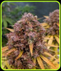 Auto San Francisco Sour Dough - Top Shelf Elite Seeds