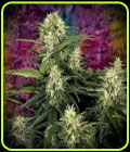 Auto Truffle Berry - Top Shelf Elite Seeds