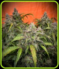 Auto Silver Napalm - Top Shelf Elite Seeds