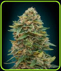 Auto Skunk 47 - Advanced Seeds