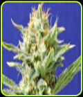 Auto Skunk - Original Sensible Seeds