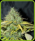 Auto Skunk #1 - Seedsman Seeds