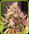 Auto Skush - Top Shelf Elite Seeds