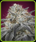 Auto Slurricane - Advanced Seeds