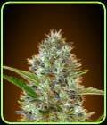 Auto Somango - Advanced Seeds