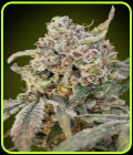 Auto Somango Glue - Advanced Seeds