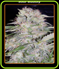 Auto Sour Bubbly - Mephisto Genetics