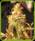 Auto Sour Melon Mass - Critical Mass Collective