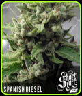 Auto Spanish Diesel - Short Stuff Seeds