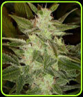 Auto Speed Haze - Blackskull Seeds