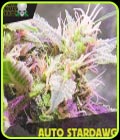 Auto Stardawg - Blackskull Seeds