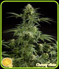 Auto Stilton - Philosopher Seeds