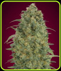 Auto Strawberry Gum - Advanced Seeds