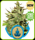 Auto Stress Killer - Royal Queen Seeds