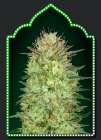 Auto Sweet Critical - OO Seeds