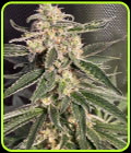 Auto Sweet Donkey - Ministry of Cannabis