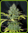 Auto Sweet Tooth - Seedsman Seeds