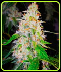 Auto Sweet Tooth - BSB Genetics