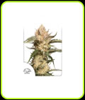 Auto Trichome and Cream - Dutch Passion Seeds