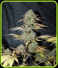 Auto UK Cheese - Seedsman Seeds