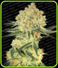 Auto Wappa - Paradise Seeds