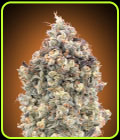 Auto Watermelon OG - Advanced Seeds