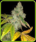 Auto Wedding Cake - Pheno Finder Seeds