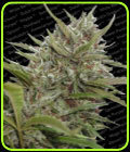 SALE - Auto White Berry - Paradise Seeds - Paradise Seeds
