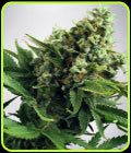 Auto White Widow - Ministry of Cannabis