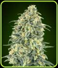 Auto White Widow XXL - OO Seeds