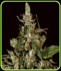 Auto Widow - CBD Seeds