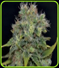 Auto Yumbolt - CBD Seeds