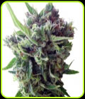 Auto Zamaldelica - Ace Seed bank