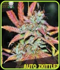 Auto Zkittlez - Blackskull Seeds